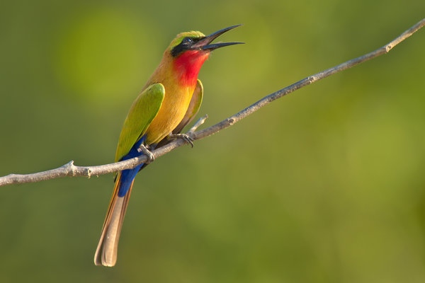 Red-throated bee-eater perched on branch, Murops belocki, Mole National Park, Ghana 